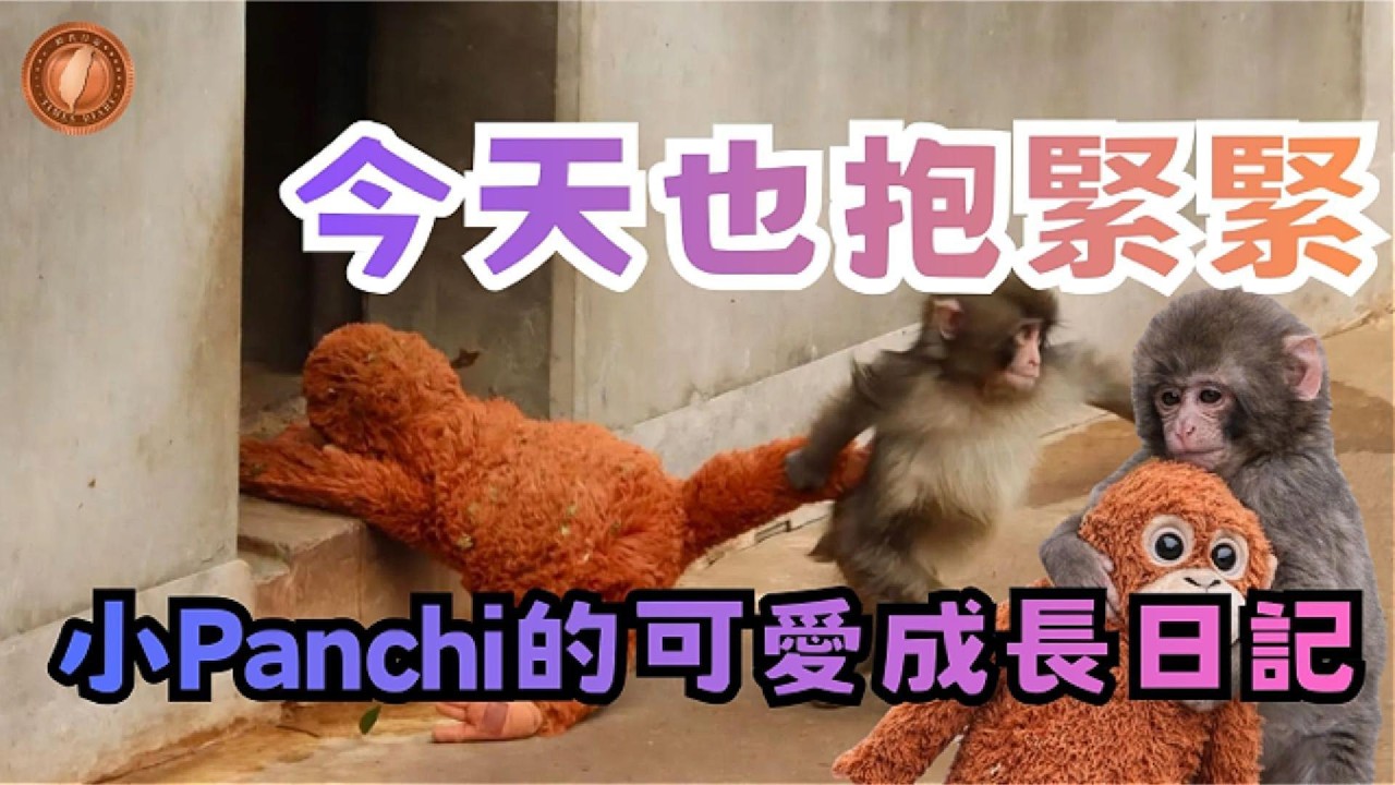 (國語影片)今天也抱緊緊：小Panchi的可愛成長日記 【中文字幕】 #小猴子 #日本 #獼猴 #Panchi #千葉 #動物園 #絨毛玩偶 #猩猩 #媽媽 #依附感 #安全感 #療癒#溫馨#Luna