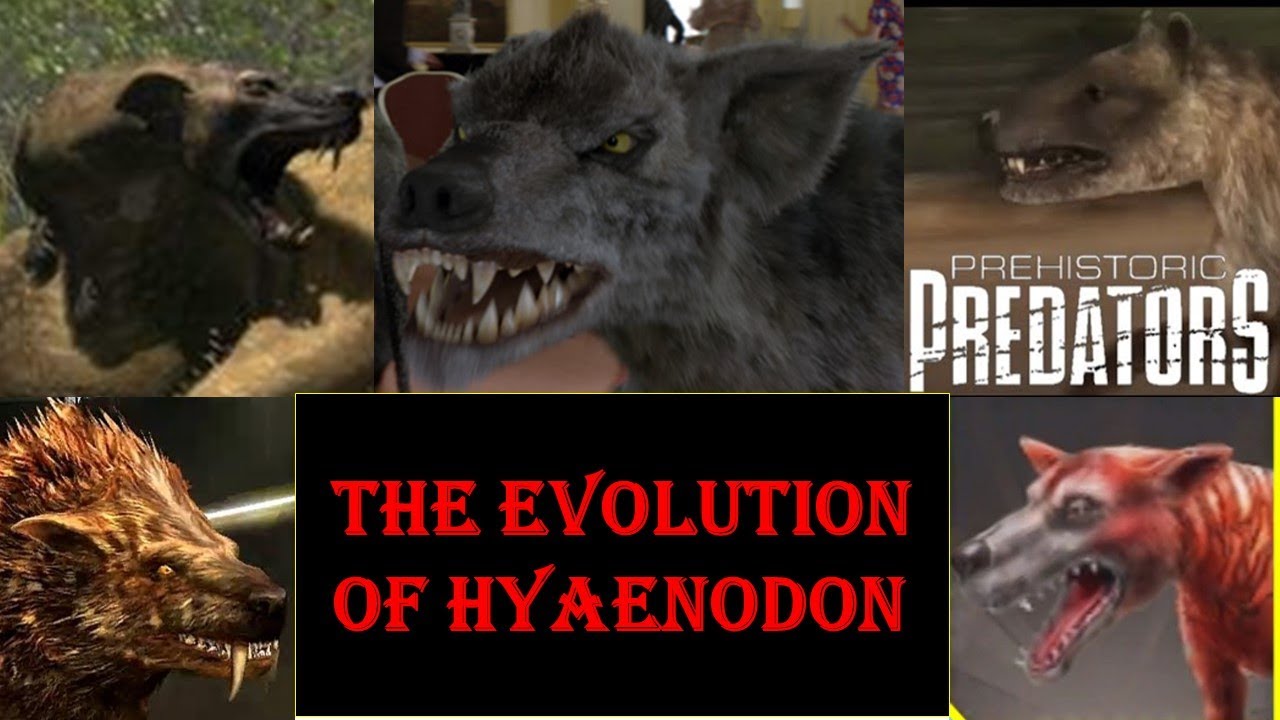 the evolution of hyaenodon