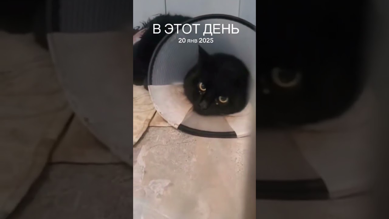 Хаджик, Торин и Помидо год назад 
