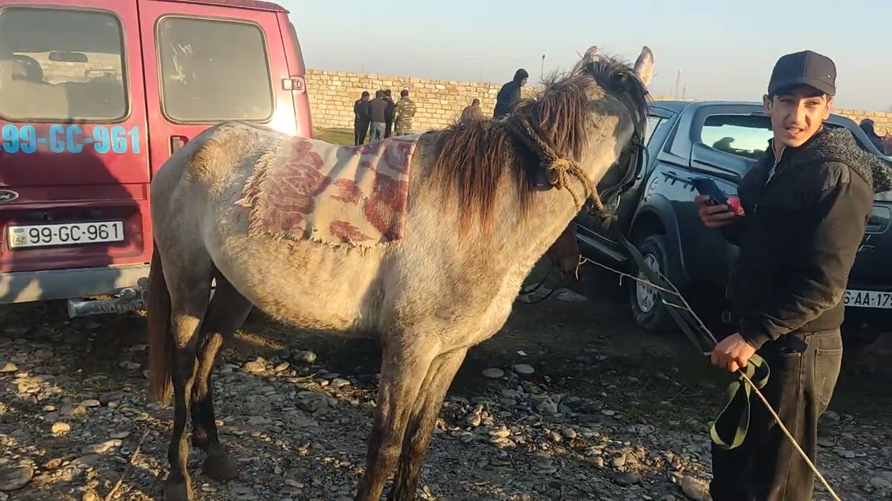 Bərdə at bazarl 29.03.2024.050.571.71.57