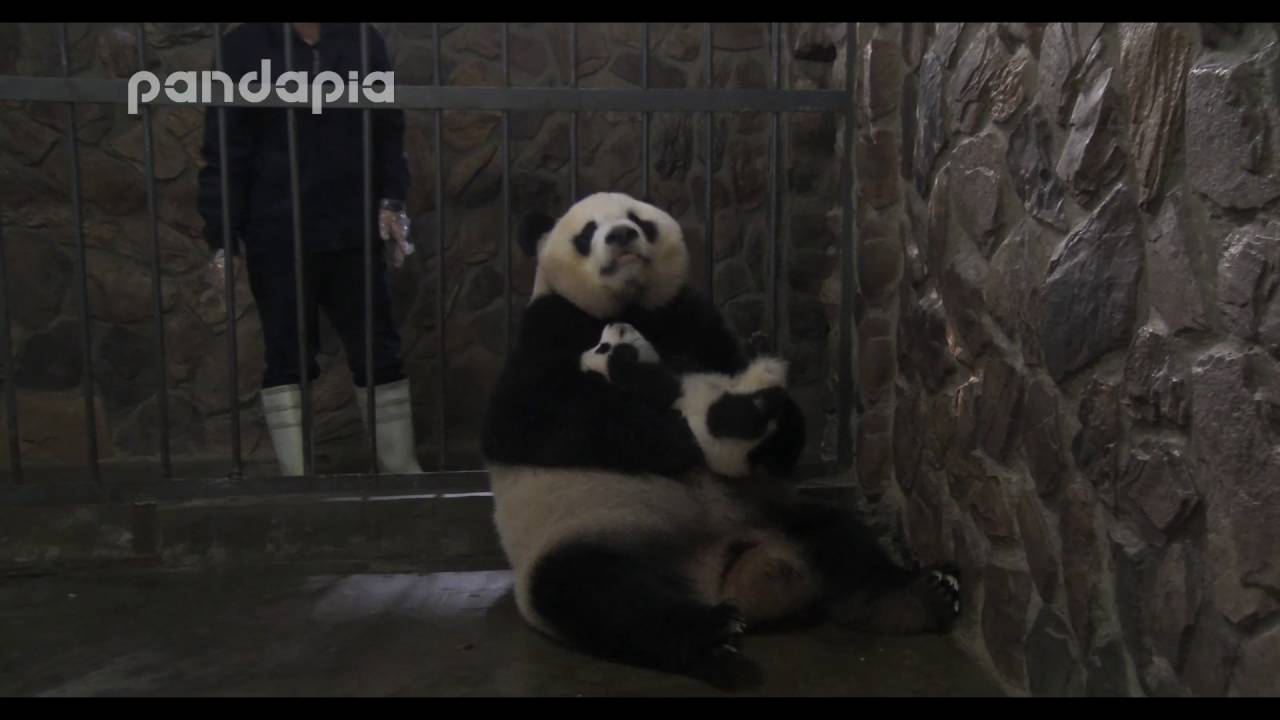 Panda mum nurses her cub