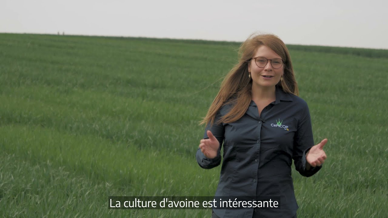Avoine d'hiver et de printemps