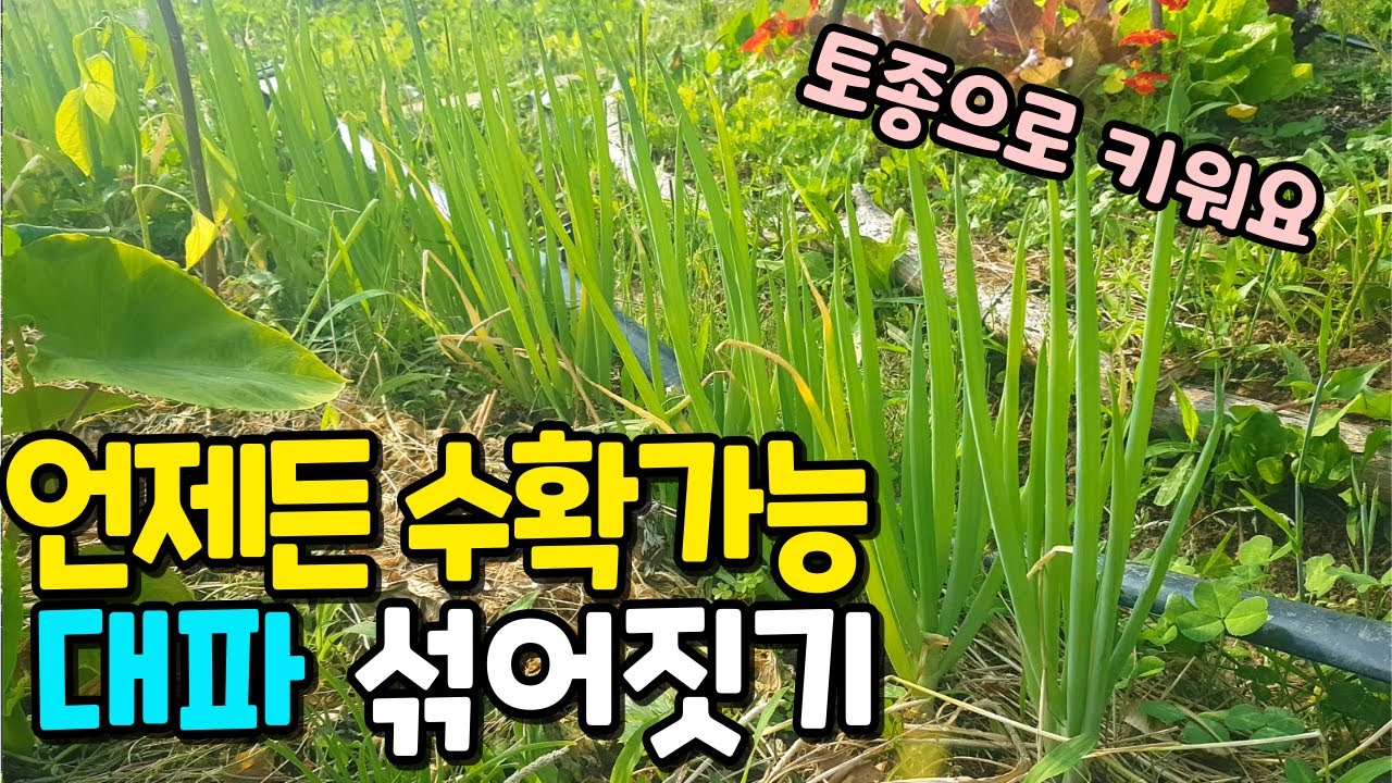 진정한 파테크! 주말농장에 딱 맞는 대파 무한 번식🌱대파 어디에 어떻게 심을까? 텃밭초보를 위한 조선파 토종파 키우기 꿀팁!!