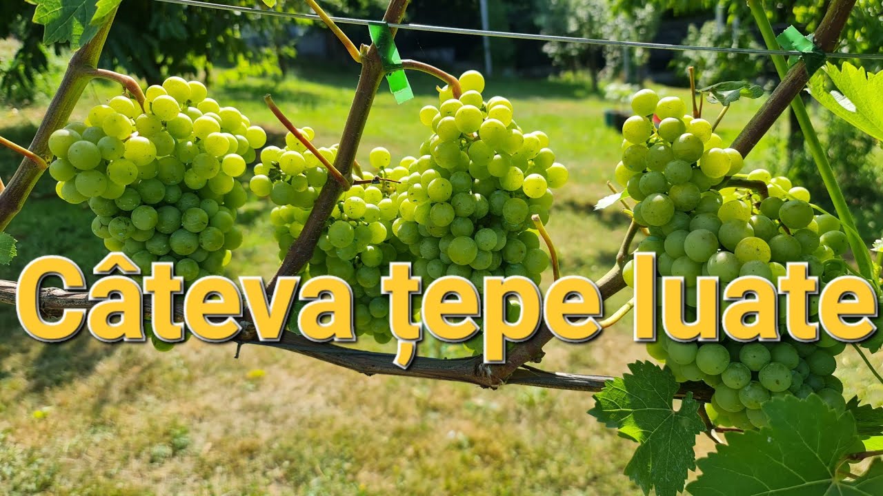Cateva țepe luate . Prin gradina , cu bune si cu rele .