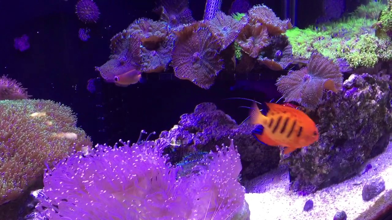 Reef Tank