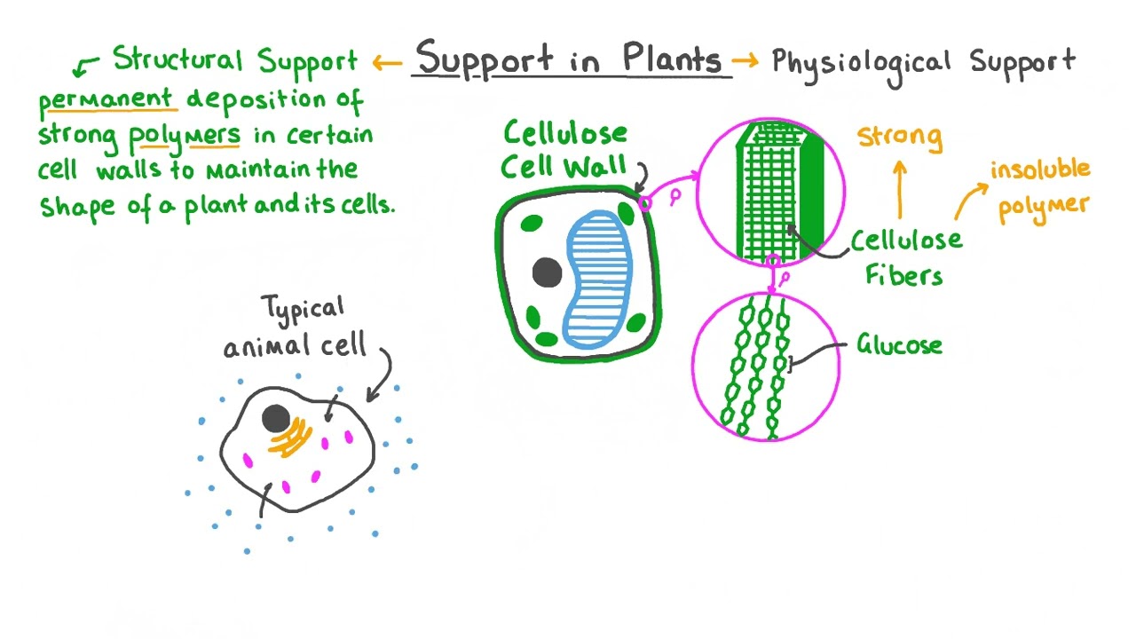Support in Plants