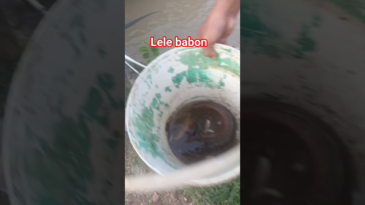 Dapat lele jumbo 