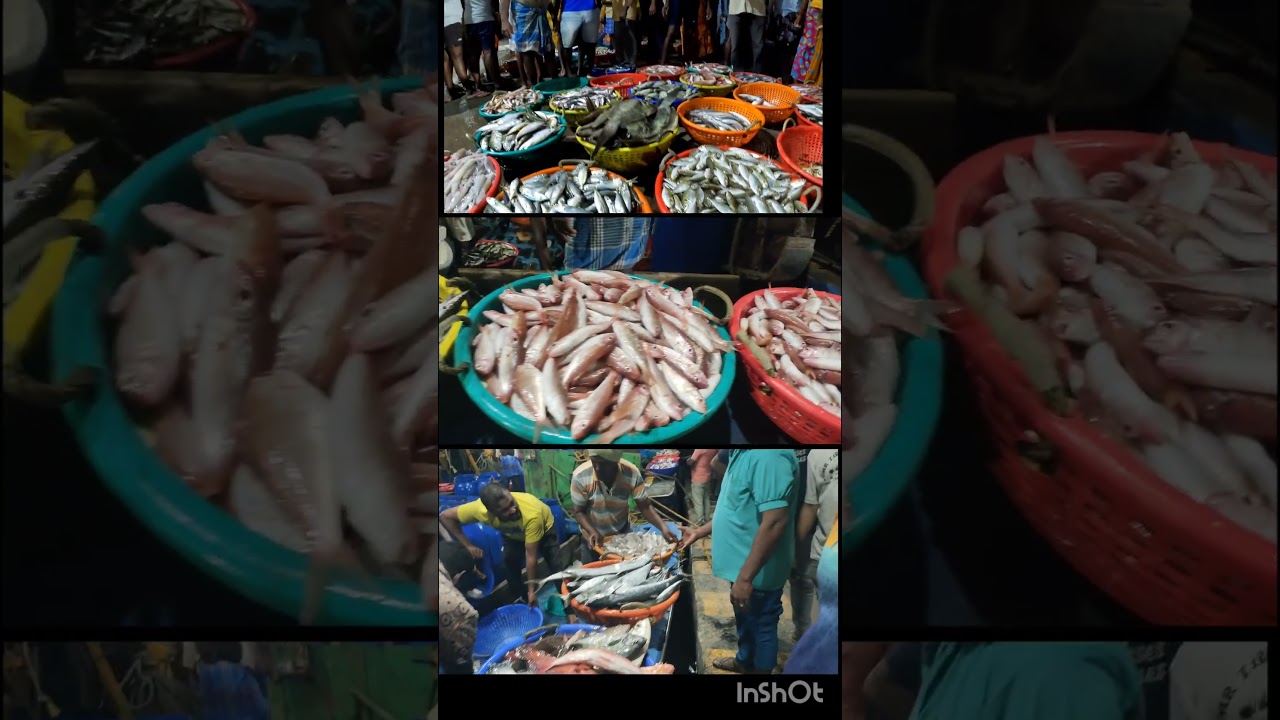 pondicherry fishing harbour #pondicherry #sundaymarket