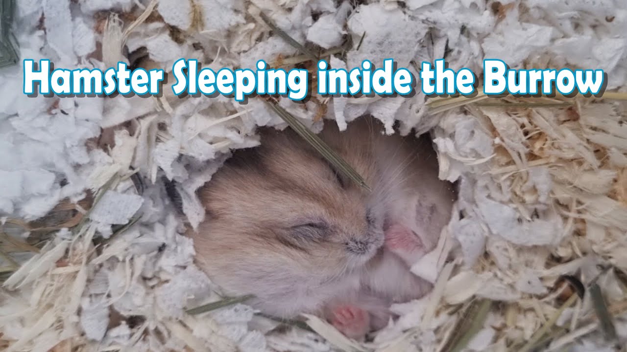 Adorable Hamster Sleeping Soundly inside the Burrow