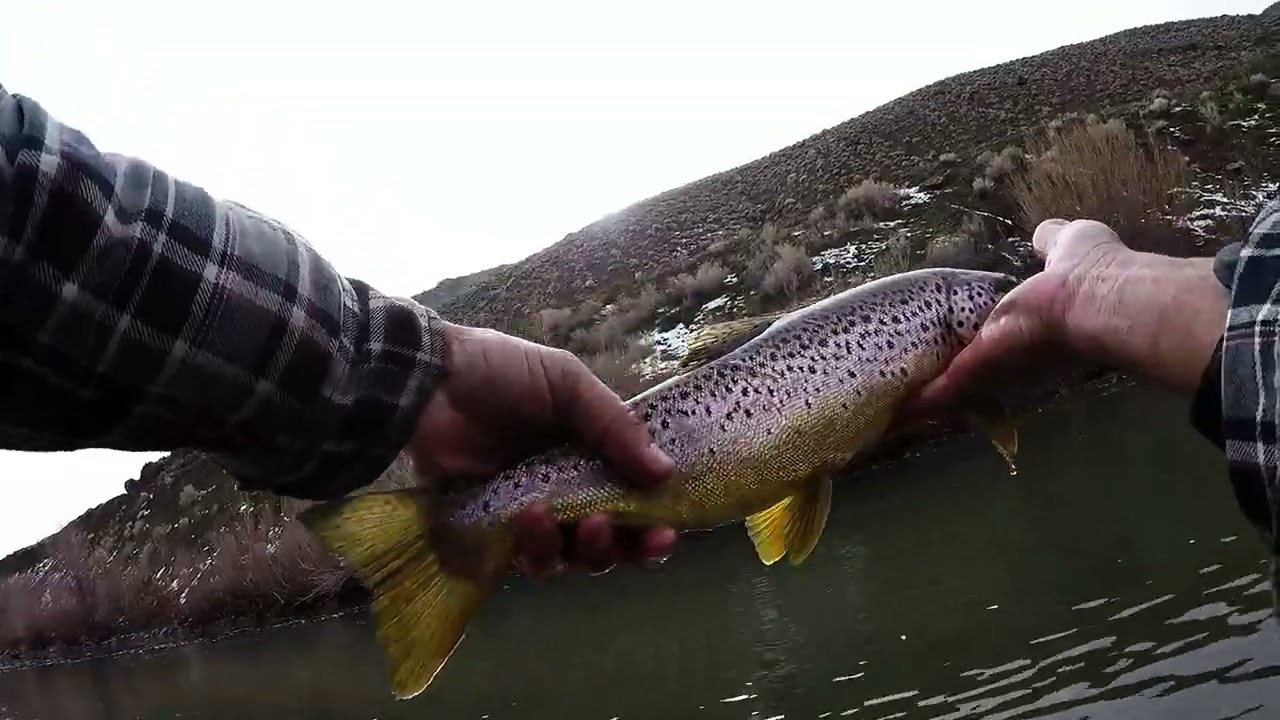 Truckee River Trout on Fire (NV)