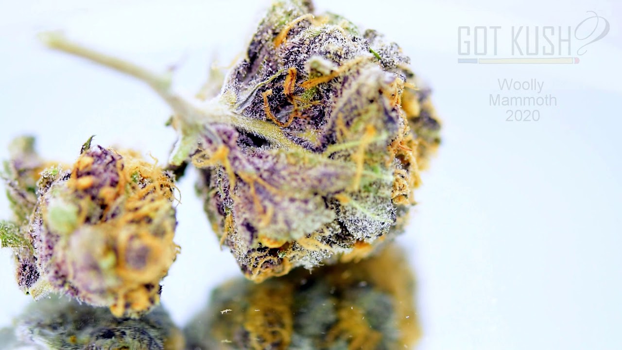 Woolly Mammoth Weed Strain 2020 Review