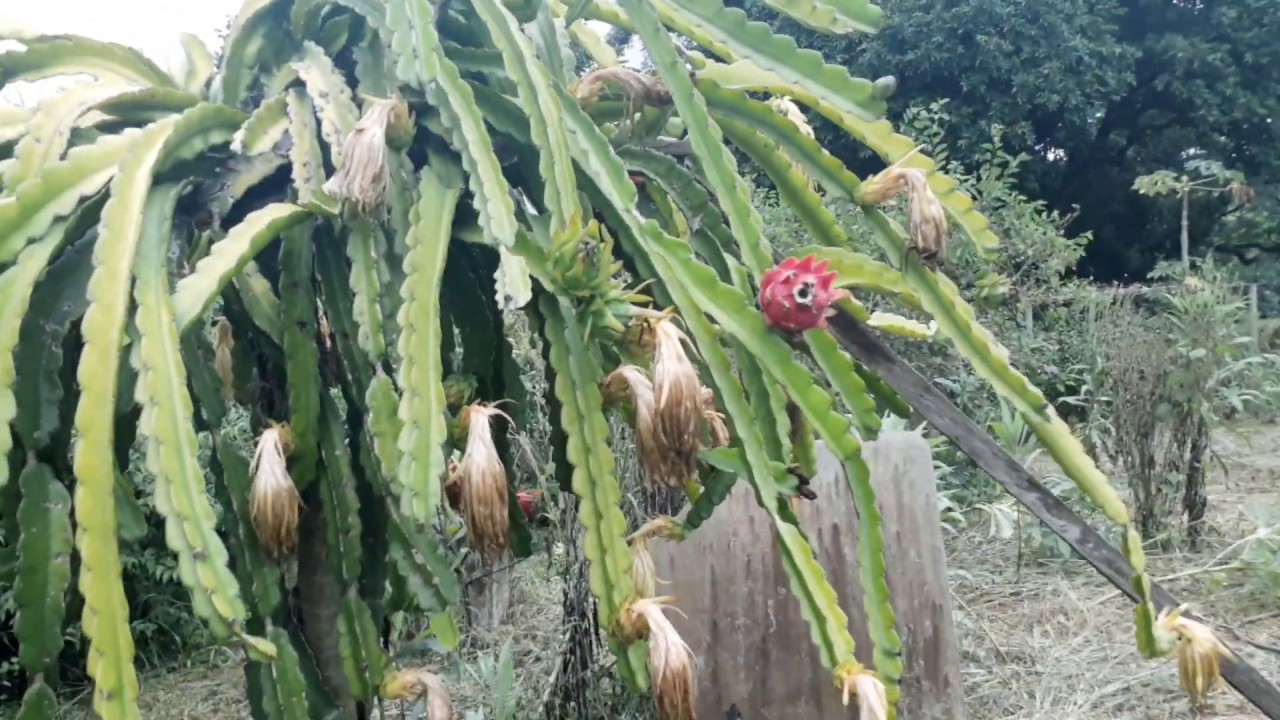 Pitaya cultivo está apodrecendo. O que fazer??