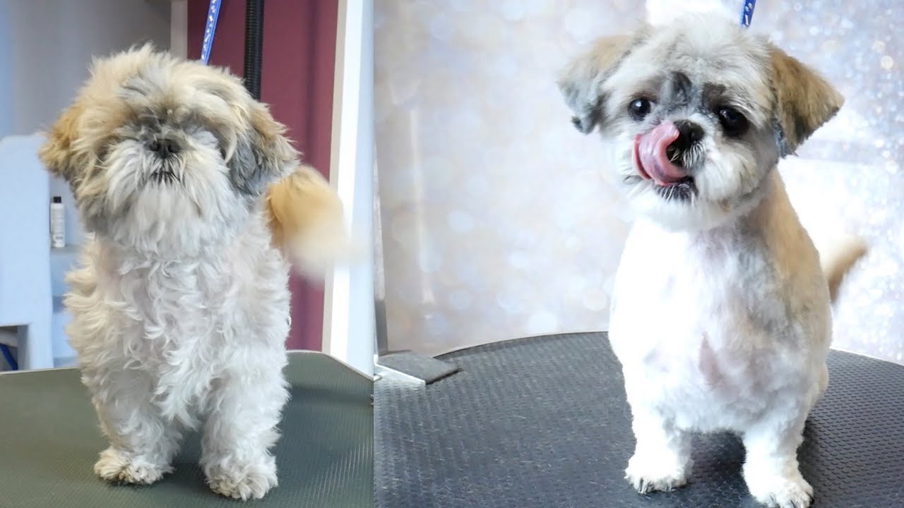 Grooming Guide - Full Grooming Shih Tzu Short Cut #52