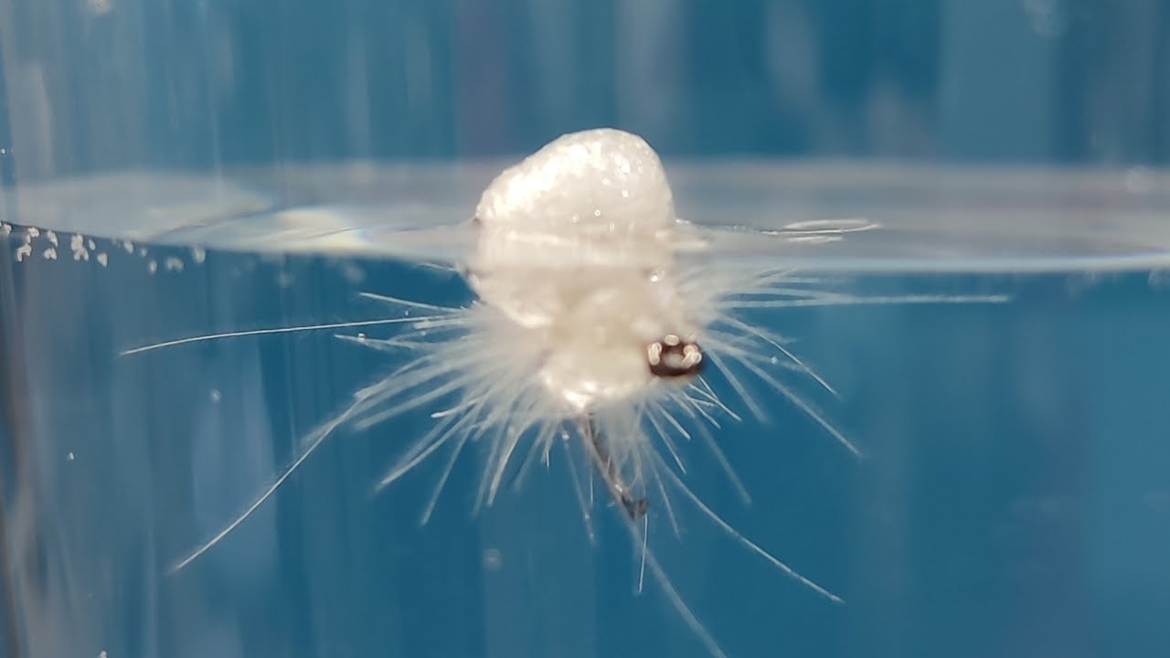Fly Tying - Carp Dry Fly