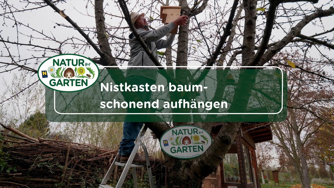 Nistkasten baumschonend aufhängen