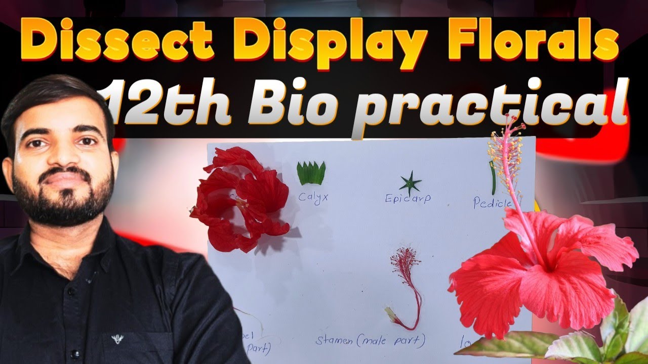 Dissects and Display Floral Whorls ||  Experiment 10 12th Biology Practical @a2zpractical991