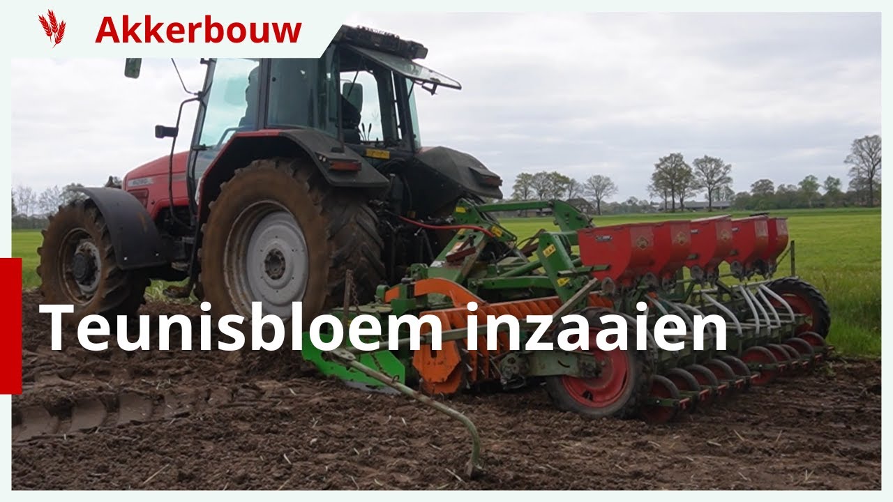 Proefveld teunisbloemen inzaaien