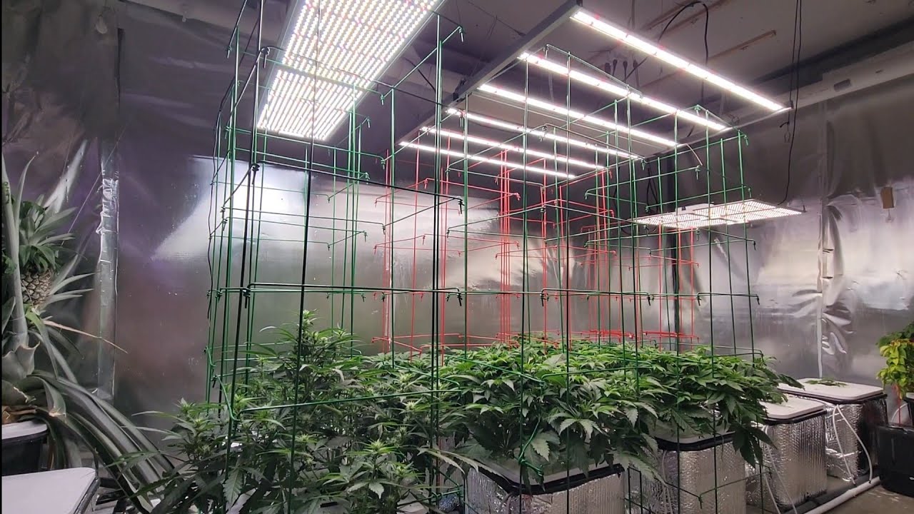 Spider Farmer 4000, Viparspectra XS 4000, Medic Grow Fold-6
