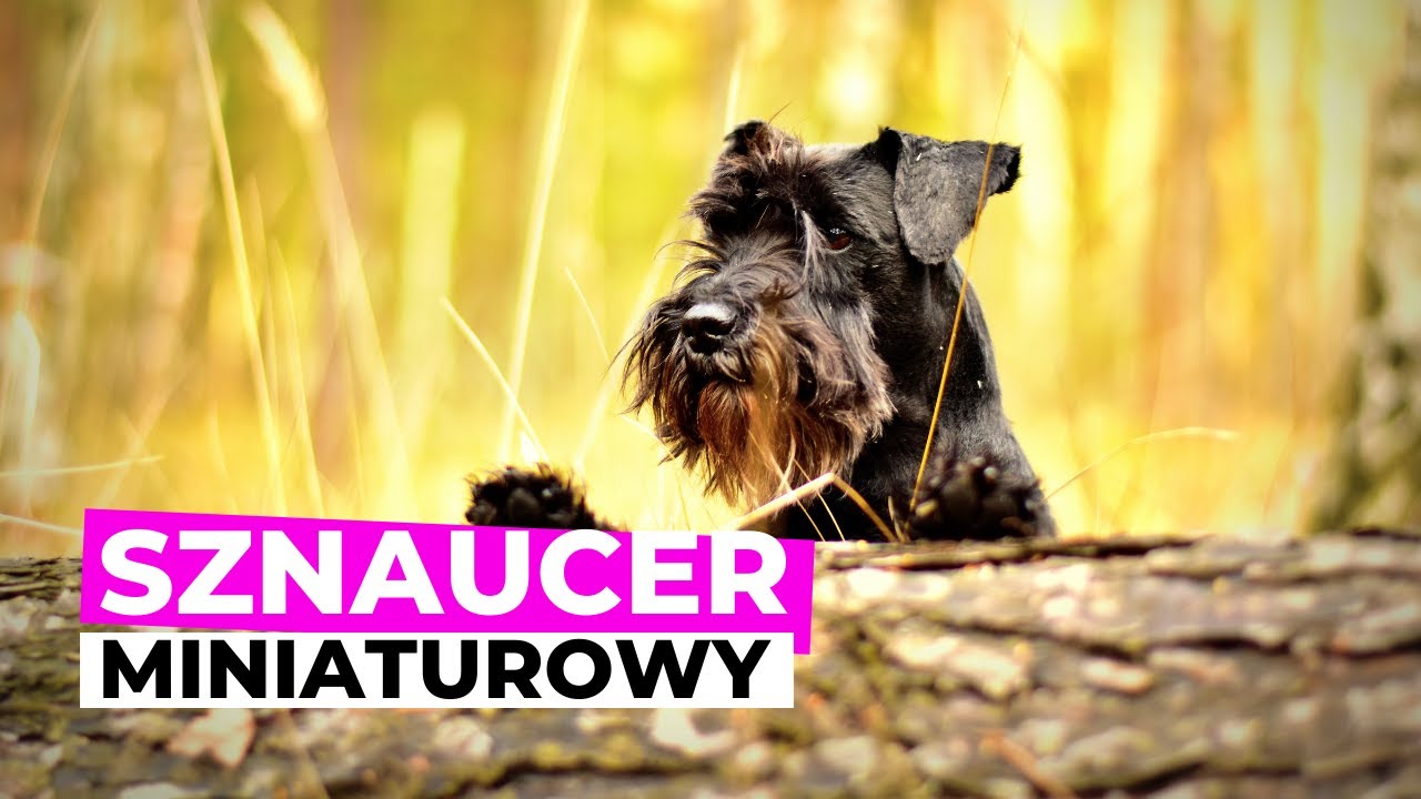 Sznaucer Miniaturowy - czy faktycznie taki z niego szczekacz? | Rasy Psów odc.12