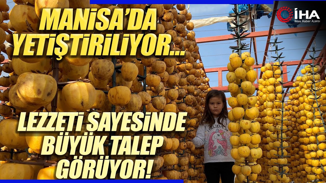 Manisa'dan Dünyaya Cennet Hurması