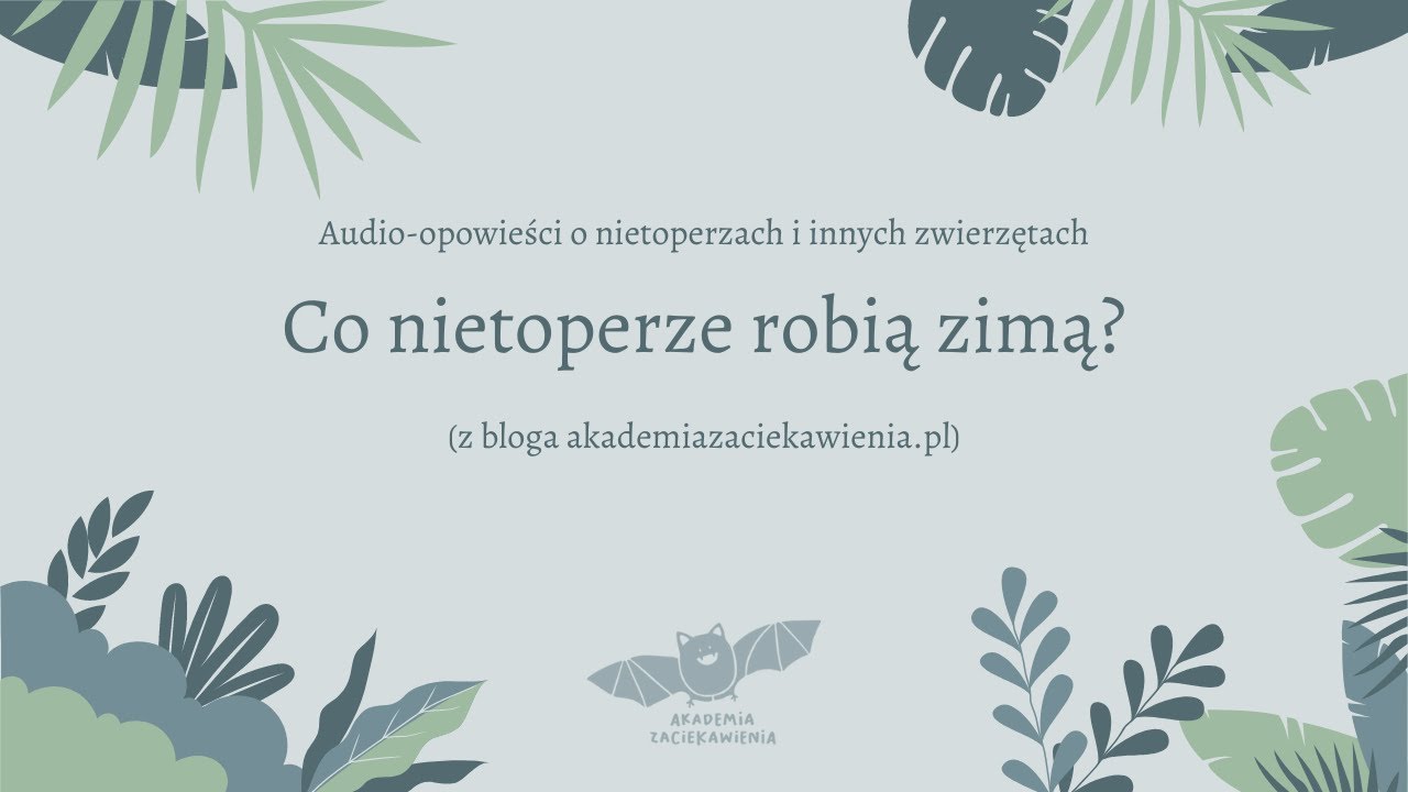Co nietoperze robią zimą?
