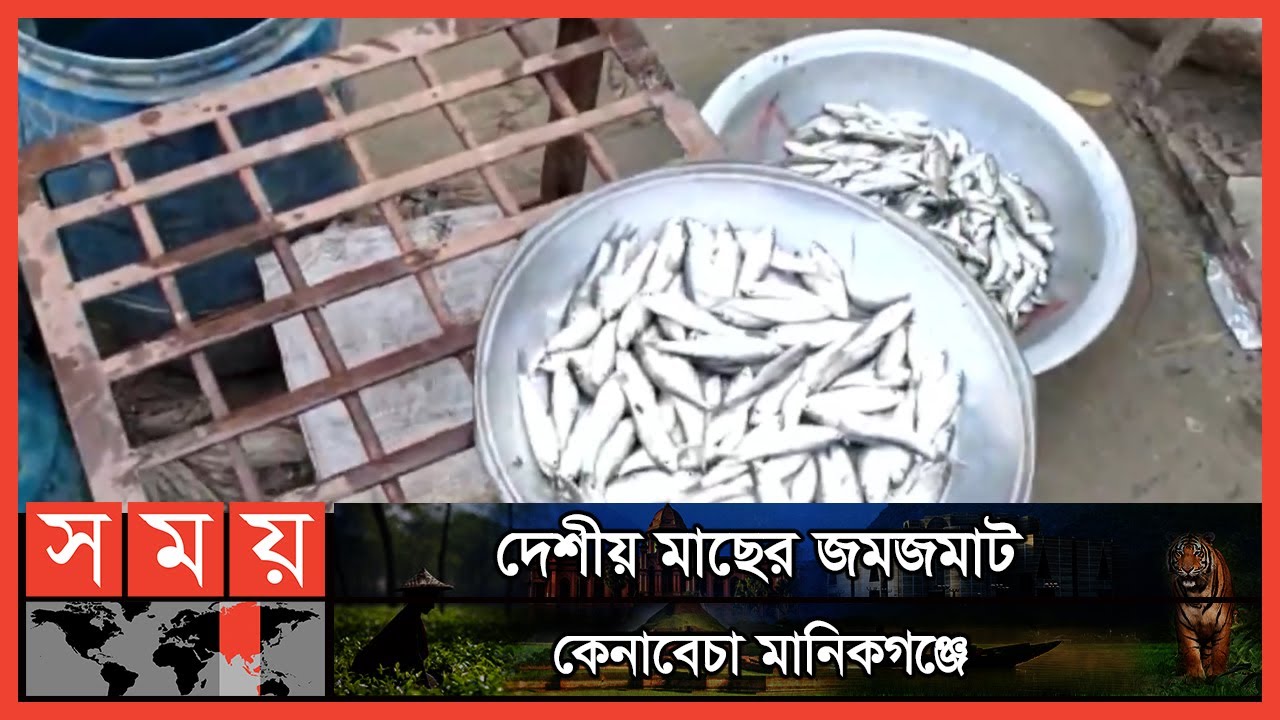 তরা ঘাট আড়তে মুক্ত জলাশয়ের মাছের ব্যাপক সরবরাহ | Fish Market | Manikganj Fish Market | Fish Price