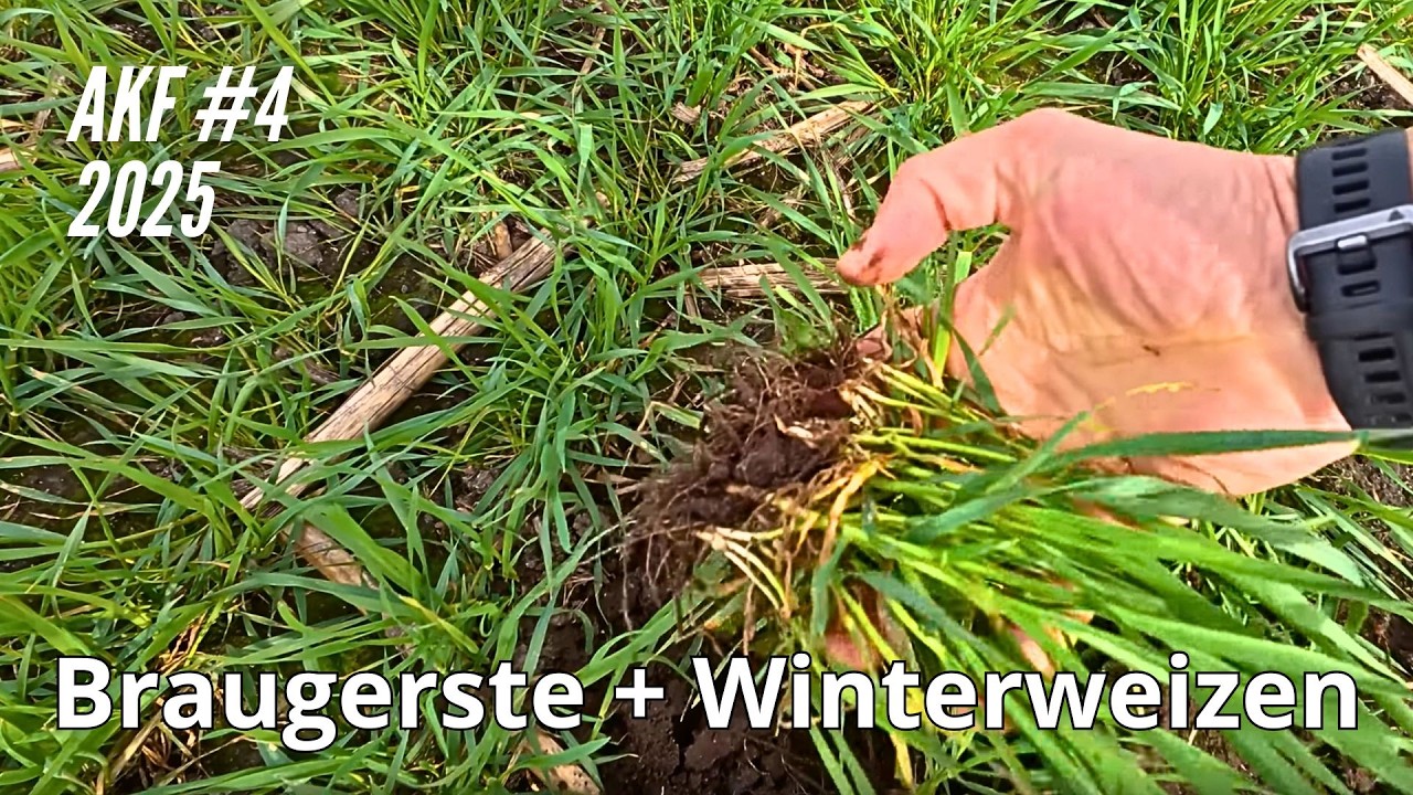 AKF #4 2025 Braugerste und Winterweizen