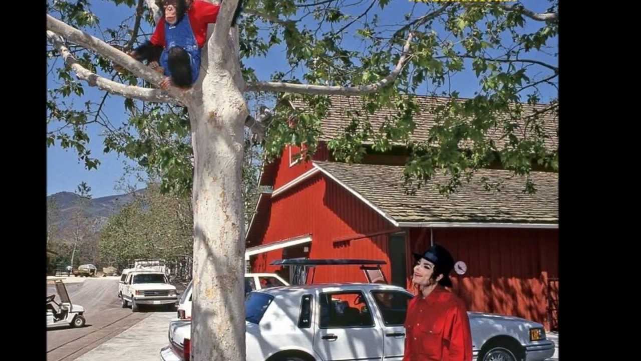 Michael Jackson an animal lover Living with Bubbles