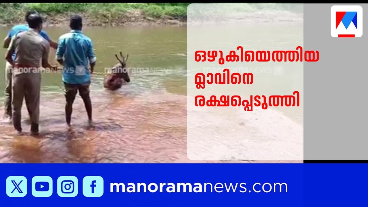 അറ്റൻകോവിലാറ്റിൽ ഒഴുകിയെത്തിയ മ്ലാവിനെ രക്ഷപ്പെടുത്തി വനപാലകർ | Kerala Forest Department