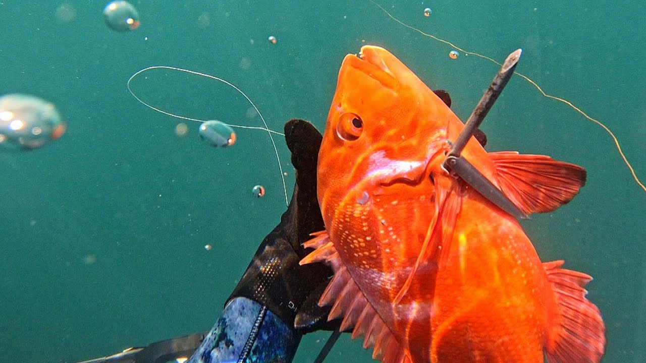 Epic Spearfishing For Red Roman In False Bay
