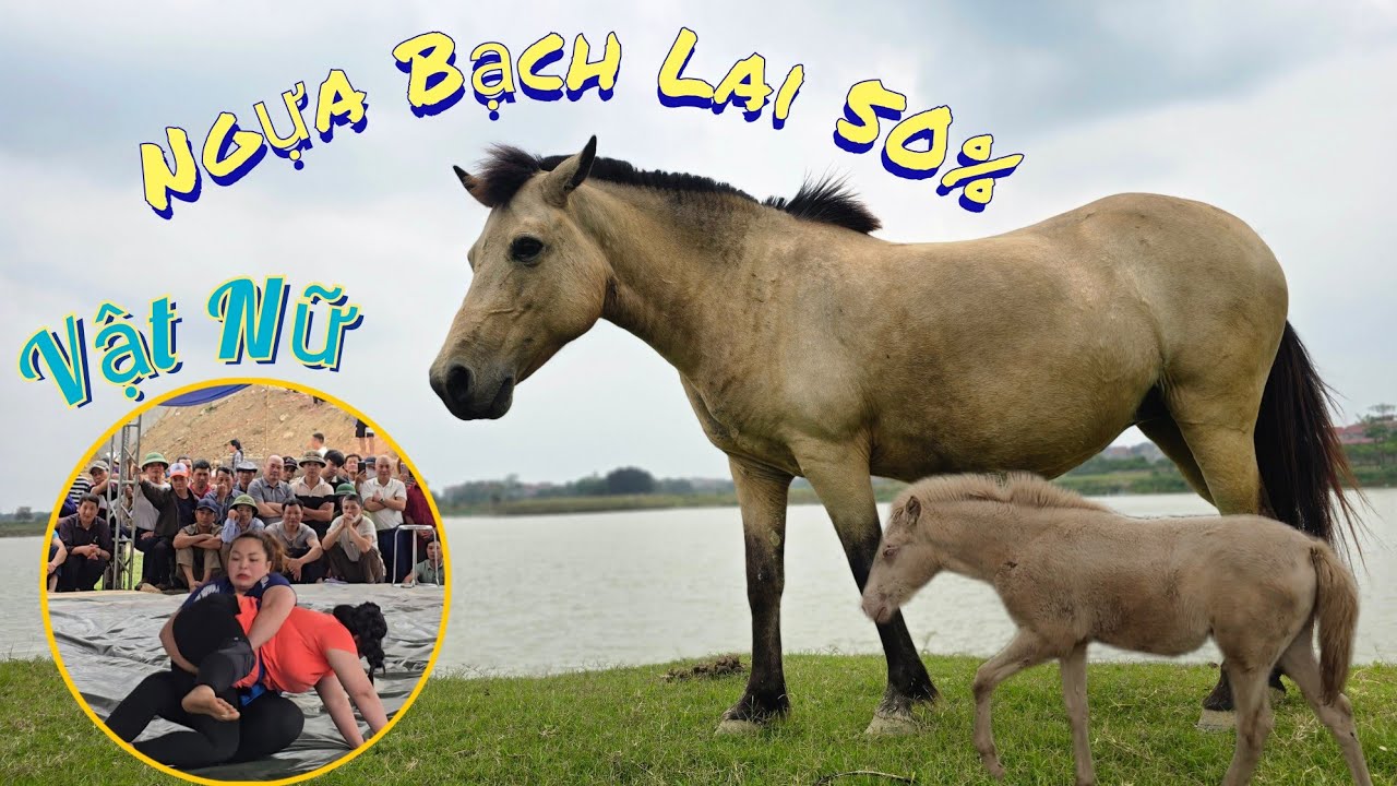 Ngựa Bạch Lai 50% Ngựa Màu Và Đi Xem Hội Vật Truyền Thống  /Nhân Bé Nhỏ 