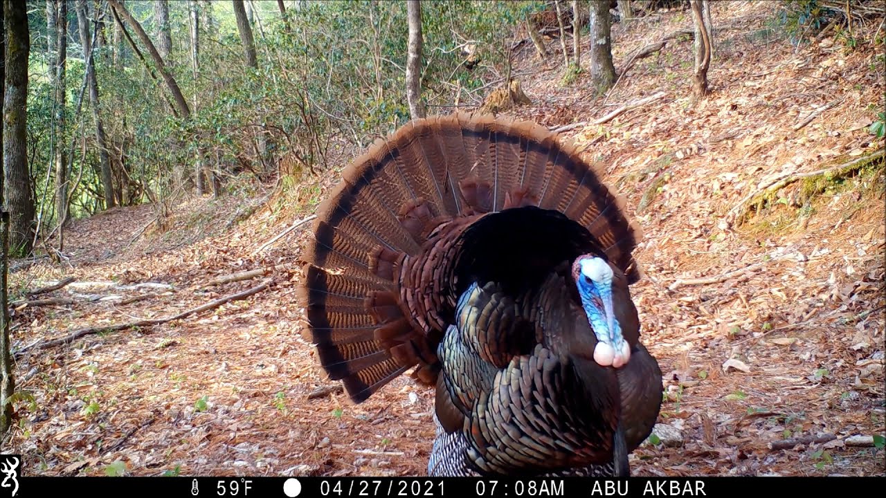 2021 Trail Camera Videos from North Georgia (Suches, GA)
