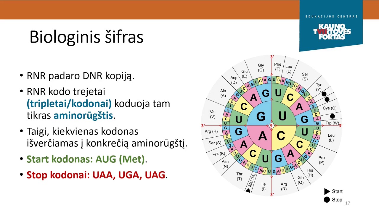 Pamatinė molekulinės biologijos dogma