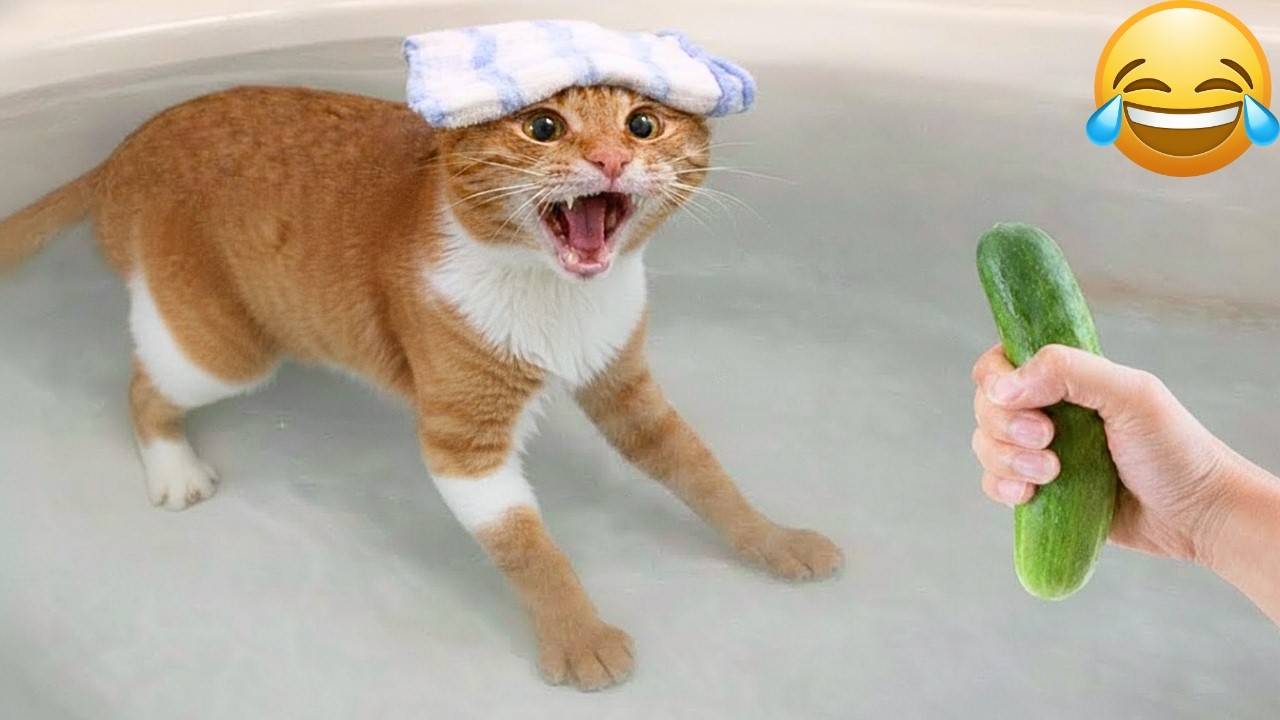 Смеешься — проигрываешь 😹🐶 Лучшая подборка смешных кошек и собак 2026 года
