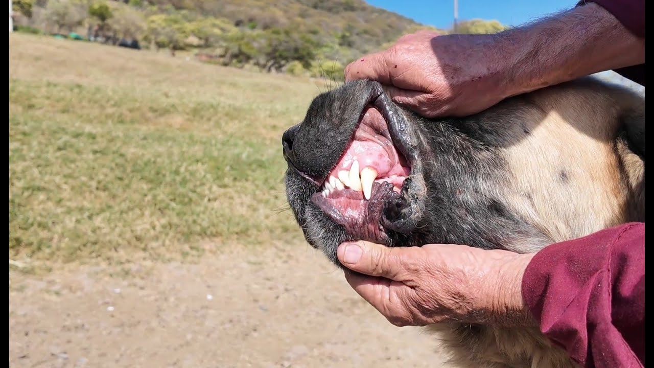 El manejo de los perros en un criadero de chivas.