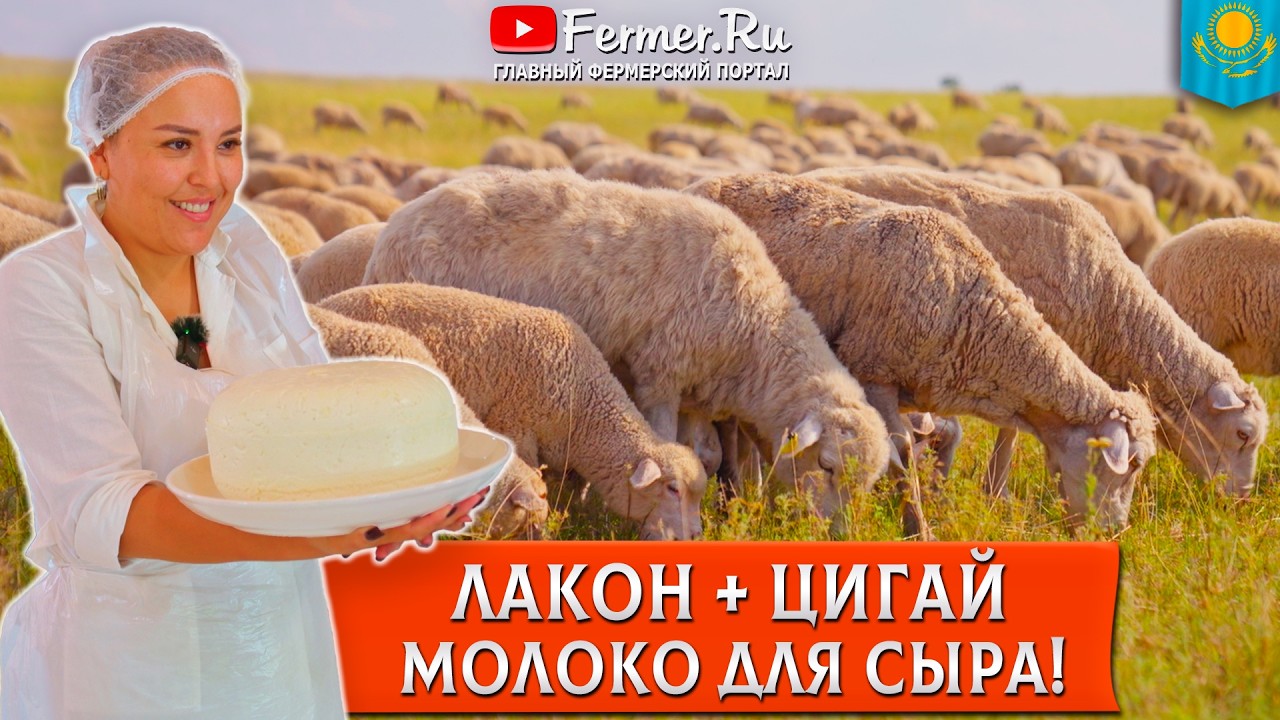 🐏Молочные овцы в Актобе: жирность молока до 10% Лакон и цигай. Перспективы молочного овцеводства
