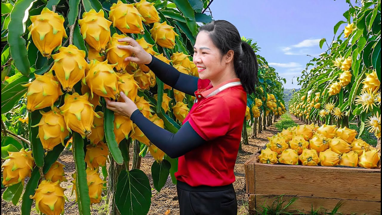 CEO Girl's Harvesting Golden Dragon Fruit & Go to Market Sell - Raising Rabbit - Build Gourd Trellis