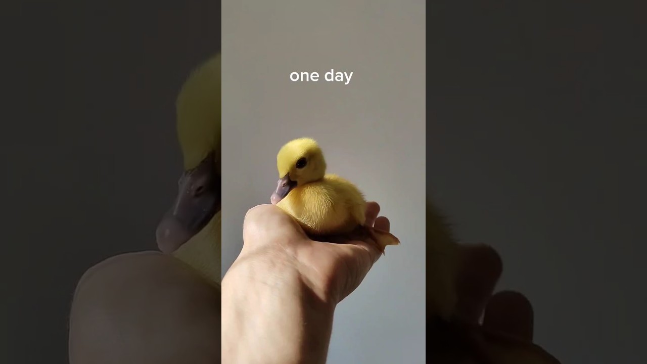 How do ducklings grow?