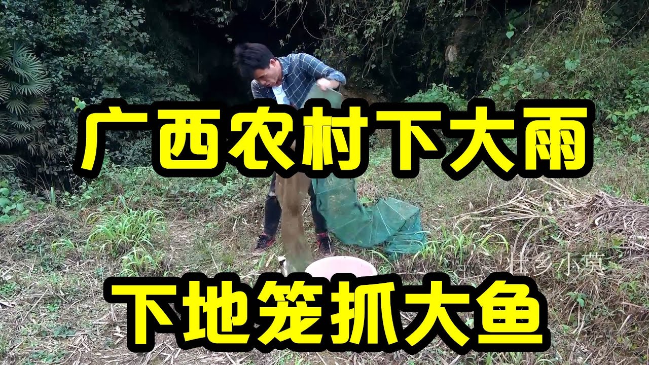 广西农村下大雨，小莫带着诱饵去深山天池下地笼，收获颇丰【壮乡小莫】