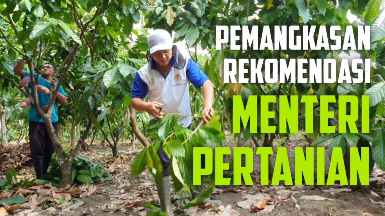Tahapan Pemangkasan Kakao Agar Berbuah Lebat