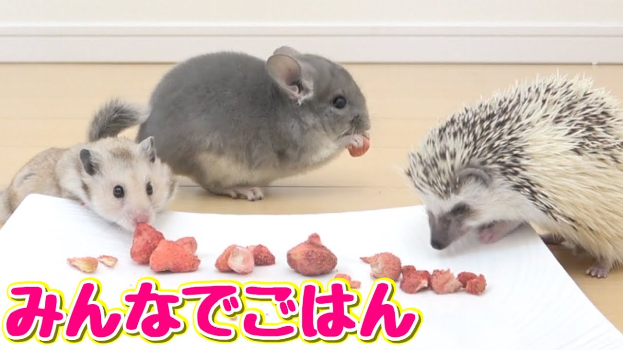 ペット３匹一緒にご飯食べさせたら可愛かった！！！（ハリネズミ.ハムスター.チンチラ）