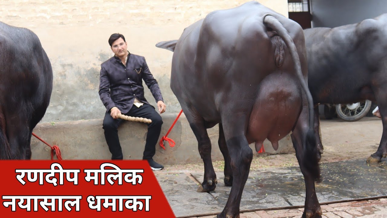 रणदीप मालिक नयासाल धमाका, भारी लेवटी की शानदार Murrah झोटिया (9817131733)