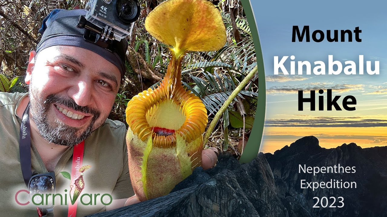 Mount Kinabalu hike Nepenthes expedition by Carnivaro