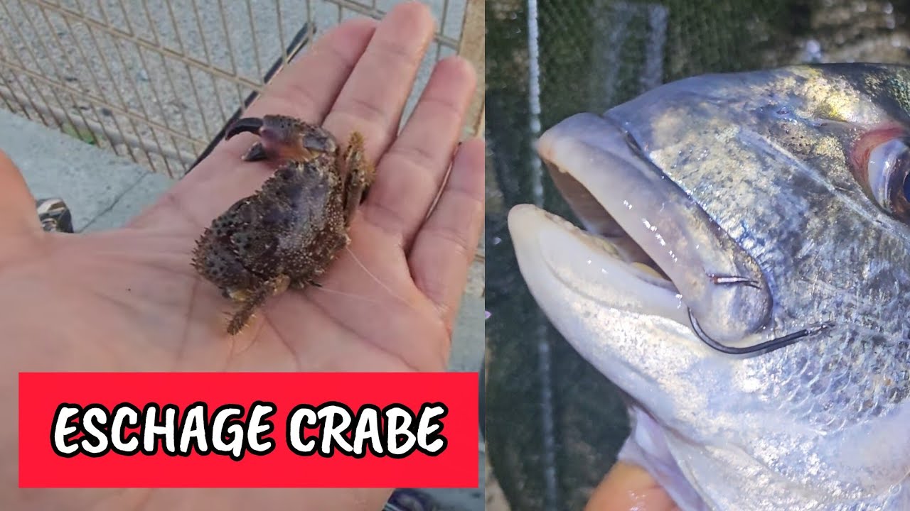 Grosse dorade royale au crabe 🌙 Pêche de nuit en bord de mer