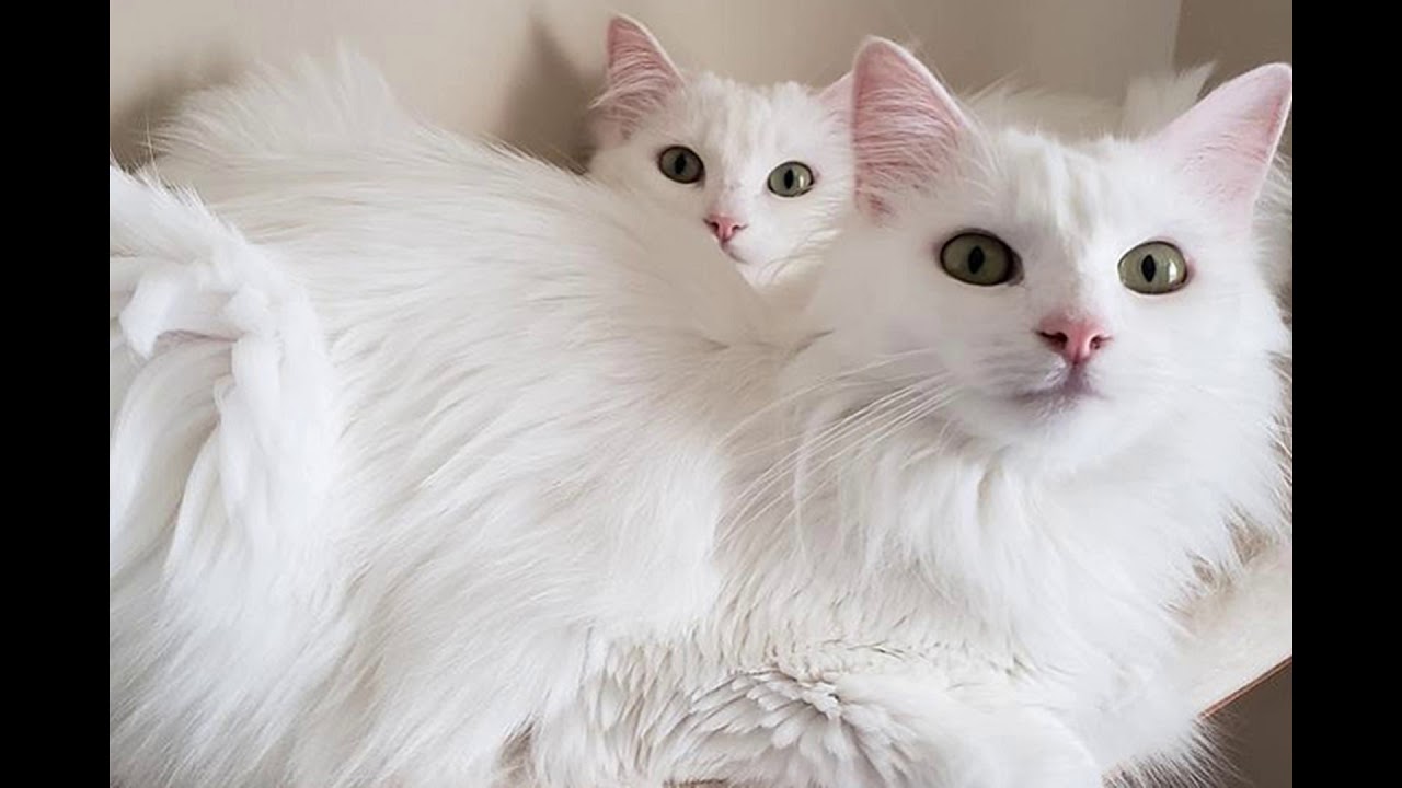 PERSIAN vs ANGORA( what is the difference?? )