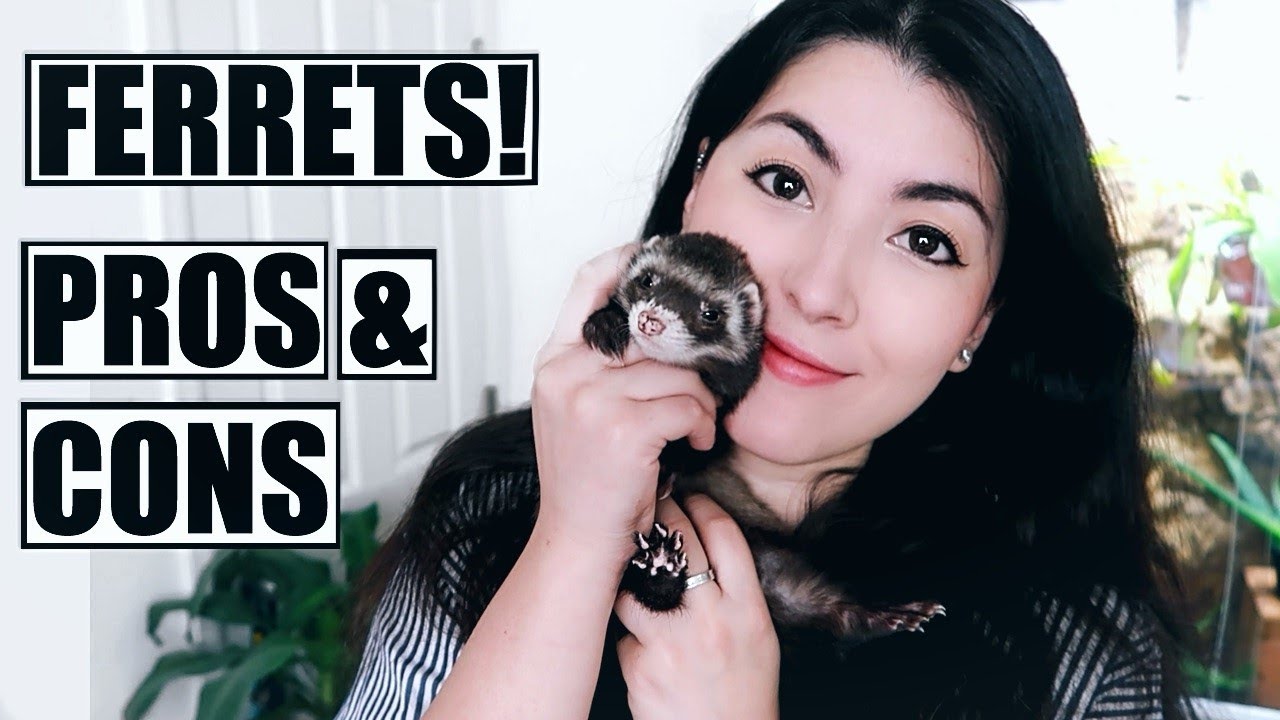 Ferrets As Pets