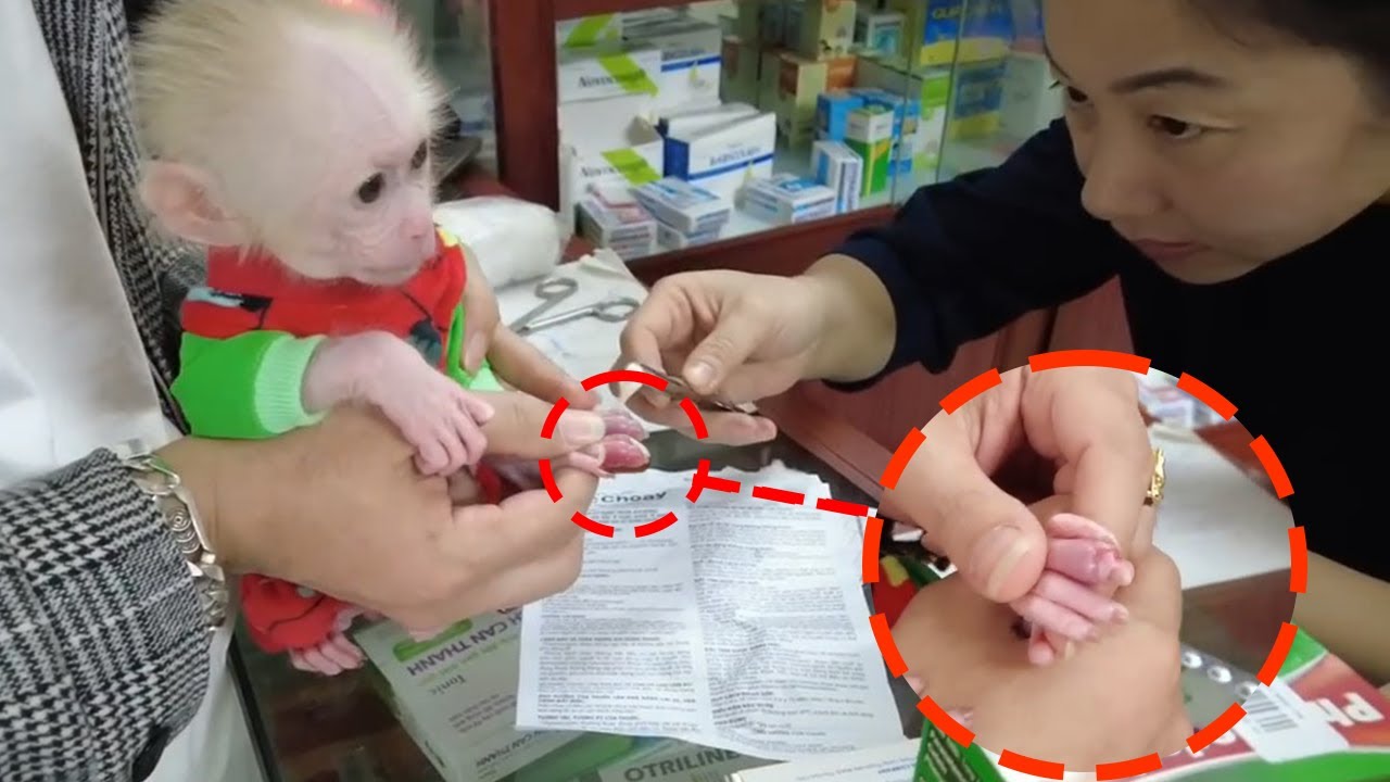 Baby monkey AKA bravely endured the pain when doctor treated inflammation in his swollen finger