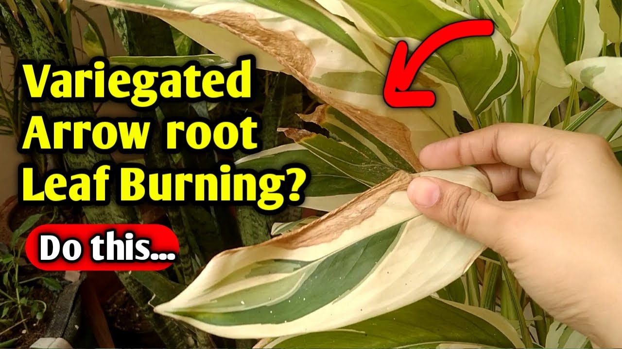 Variegated Arrowroot plant care | Stop Browning leaves | burning dying arrow root solution