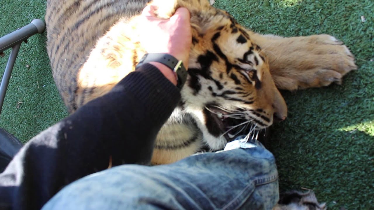 Mauled by a tiger !