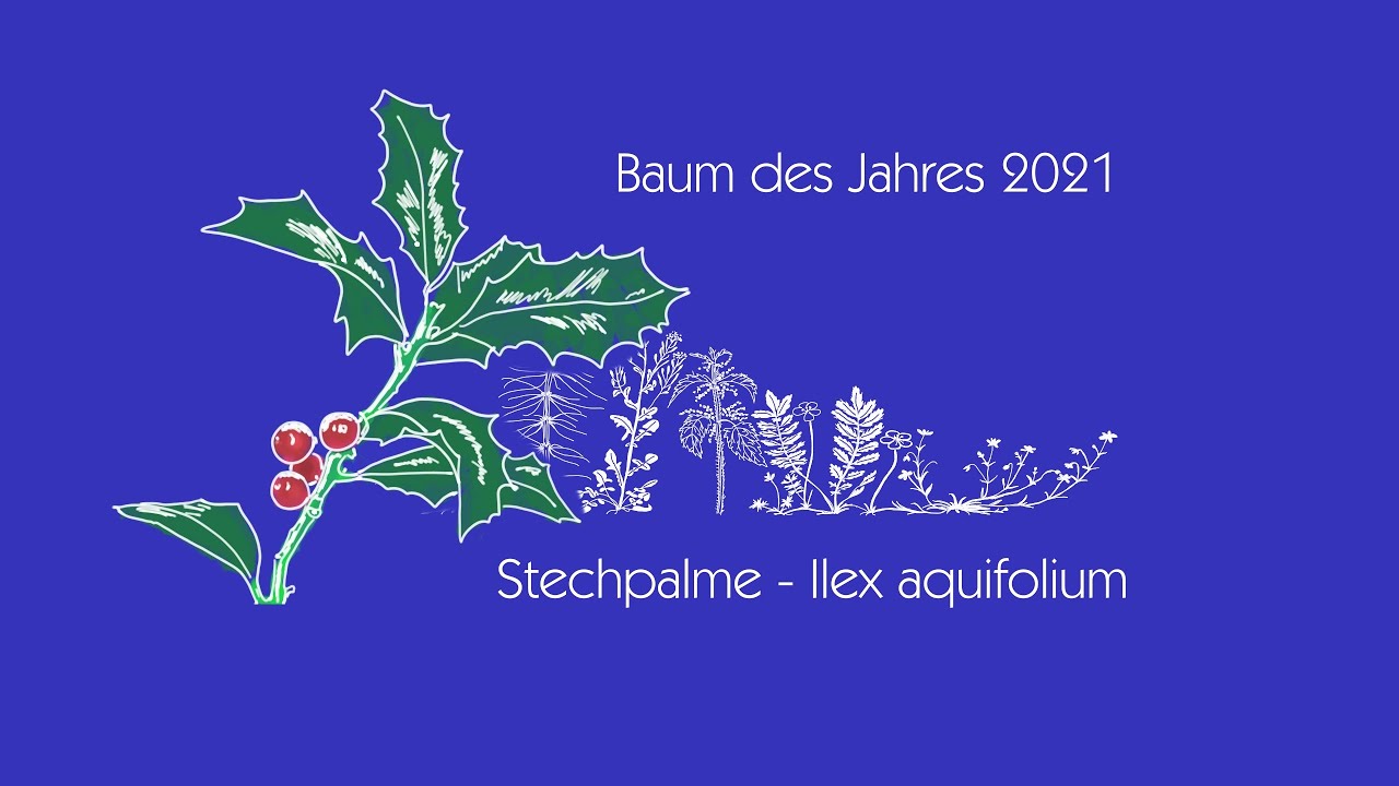 Stechpalme - Baum des Jahres 2021